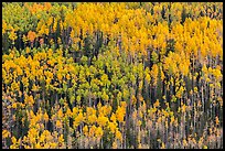 Slope with aspens in autumn color, Rio Grande National Forest. Colorado, USA ( color)
