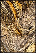 Juniper tree bark detail. Chimney Rock National Monument, Colorado, USA (color)