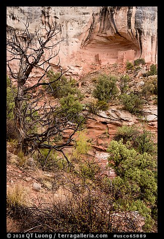 Juniper and cliff dwelling in alcove. Canyon of the Ancients National Monument, Colorado, USA
