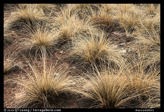 Grasses. Canyon of the Ancients National Monument, Colorado, USA (color)