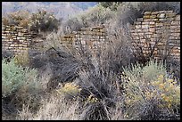Shrubs and Lower House wall. Yucca House National Monument, Colorado, USA ( color)