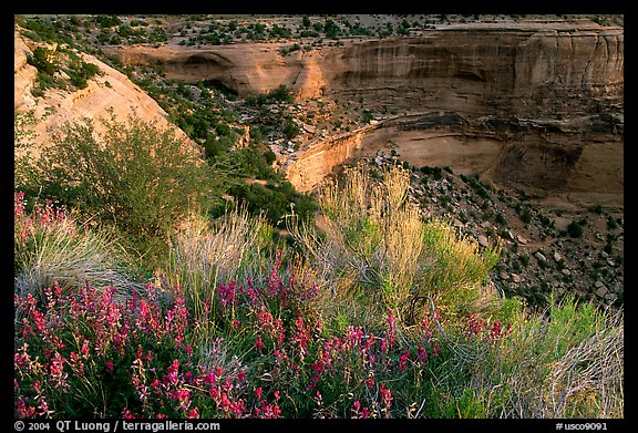 Indian Paintbrush and sandstone cliffs. Colorado National Monument, Colorado, USA