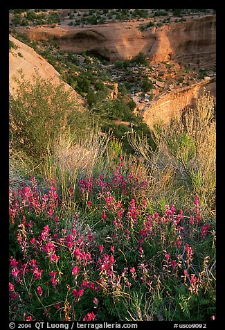 Indian Paintbrush and sandstone cliffs. Colorado National Monument, Colorado, USA (color)