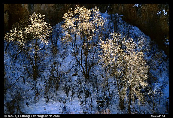 Trees in winter, Riffle Canyon. Colorado, USA