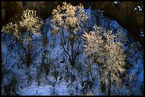 Trees in winter, Riffle Canyon. Colorado, USA (color)