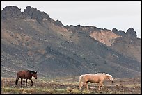 Wild horses. Shiprock, New Mexico, USA (color)