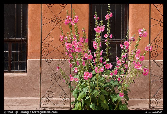 Flowers and wall, Church San Felipe de Neri. Albuquerque, New Mexico, USA (color)