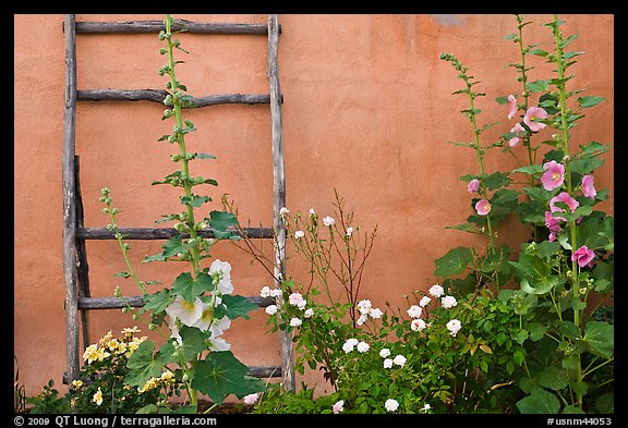 Flowers, ladder, and adobe wall. Albuquerque, New Mexico, USA (color)
