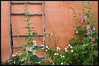 Flowers, ladder, and adobe wall. Albuquerque, New Mexico, USA ( color)