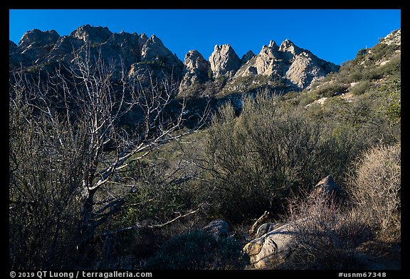 Needles rising above vegetation. Organ Mountains Desert Peaks National Monument, New Mexico, USA (color)