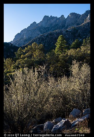 Forested slopes below Organ Needles. Organ Mountains Desert Peaks National Monument, New Mexico, USA (color)