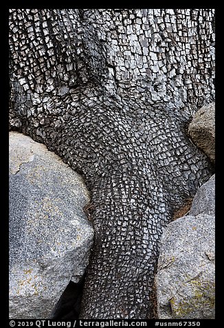 Aligator juniper trunk detail. Organ Mountains Desert Peaks National Monument, New Mexico, USA (color)