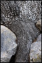 Aligator juniper trunk detail. Organ Mountains Desert Peaks National Monument, New Mexico, USA ( color)