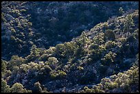 Forested ridge. Organ Mountains Desert Peaks National Monument, New Mexico, USA ( color)