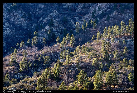 Ridges with Ponderosa Pine trees on west side of Organ Mountains. Organ Mountains Desert Peaks National Monument, New Mexico, USA (color)