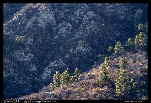 Pine trees at the base of Organ Mountains. Organ Mountains Desert Peaks National Monument, New Mexico, USA (color)