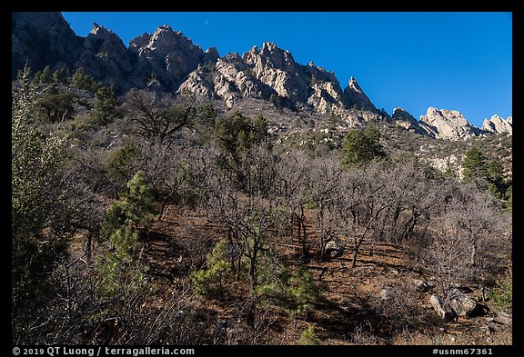 Bare trees in winter below the Needles above Aguirre Springs. Organ Mountains Desert Peaks National Monument, New Mexico, USA (color)