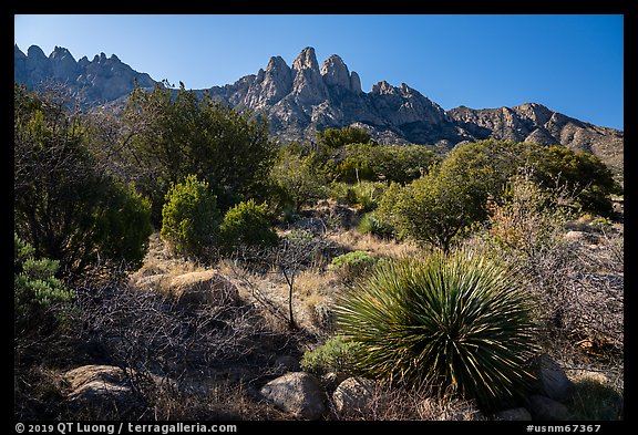 Aguirre Springs Desert plants and Rabbit Ears. Organ Mountains Desert Peaks National Monument, New Mexico, USA (color)