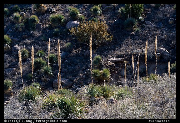Group of sotol plants with flowering stems. Organ Mountains Desert Peaks National Monument, New Mexico, USA (color)