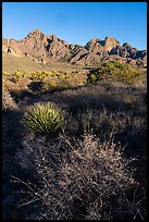 Desert plants and Organ Peak. Organ Mountains Desert Peaks National Monument, New Mexico, USA ( color)