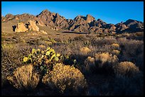 Desert plants, rock spires, Organ Peak, and Baldy Peak. Organ Mountains Desert Peaks National Monument, New Mexico, USA ( color)