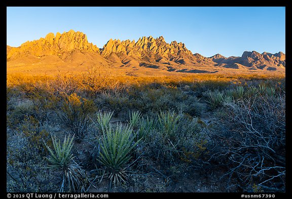 Sotol and Organ Mountains at sunset. Organ Mountains Desert Peaks National Monument, New Mexico, USA
