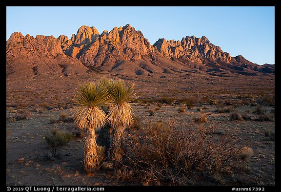 Soaptree Yucca and Needles at sunset. Organ Mountains Desert Peaks National Monument, New Mexico, USA (color)