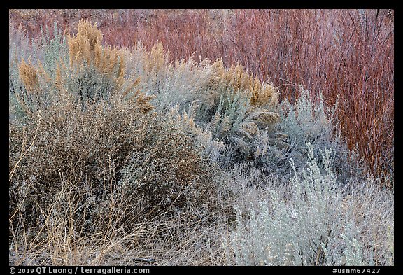Shrubs and willows in winter. Rio Grande Del Norte National Monument, New Mexico, USA