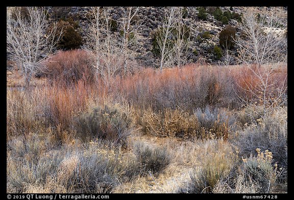 Shurbs and trees in winter, Lower Rio Grande River Gorge. Rio Grande Del Norte National Monument, New Mexico, USA (color)