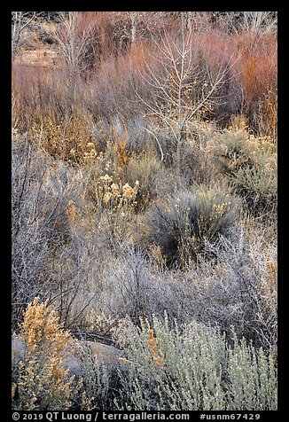 Shurbs and bare trees, Lower Rio Grande River Gorge. Rio Grande Del Norte National Monument, New Mexico, USA