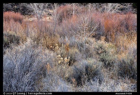 Riparian growth in winter, Lower Rio Grande River Gorge. Rio Grande Del Norte National Monument, New Mexico, USA