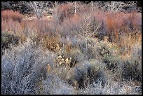 Riparian growth in winter, Lower Rio Grande River Gorge. Rio Grande Del Norte National Monument, New Mexico, USA ( color)