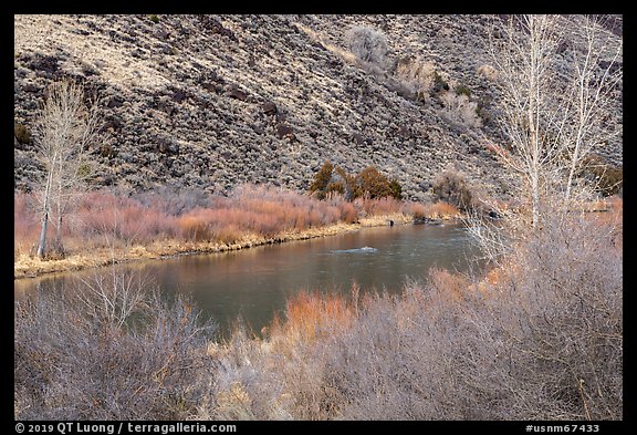 Willows and trees along the Rio Grande River. Rio Grande Del Norte National Monument, New Mexico, USA (color)