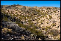 Robledo Mountains, Prehistoric Trackways National Monument. Organ Mountains Desert Peaks National Monument, New Mexico, USA ( color)