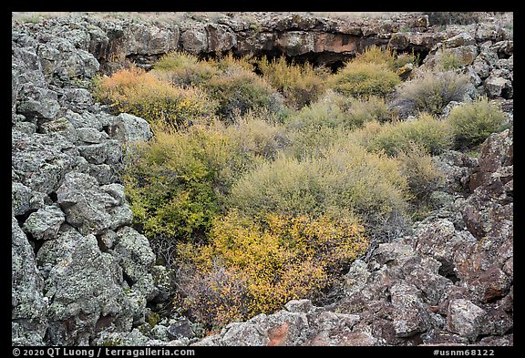 Lava rocks and shrubs. El Malpais National Monument, New Mexico, USA
