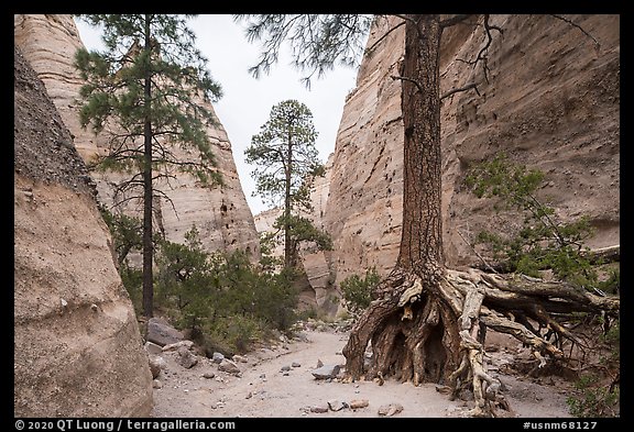 Tree with exposed roots in narrow gorge. Kasha-Katuwe Tent Rocks National Monument, New Mexico, USA (color)