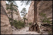 Tree with exposed roots in narrow gorge. Kasha-Katuwe Tent Rocks National Monument, New Mexico, USA ( color)