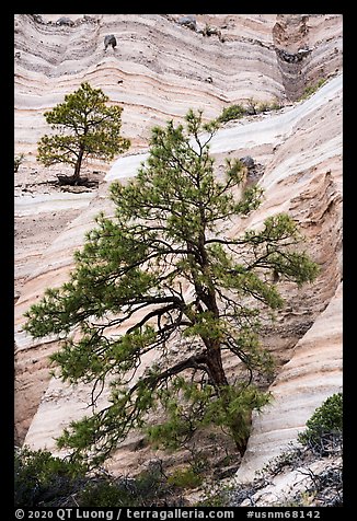 Trees on white cliffs. Kasha-Katuwe Tent Rocks National Monument, New Mexico, USA