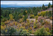Forest in autumn on Pajarito Mesa. Bandelier National Monument, New Mexico, USA ( color)