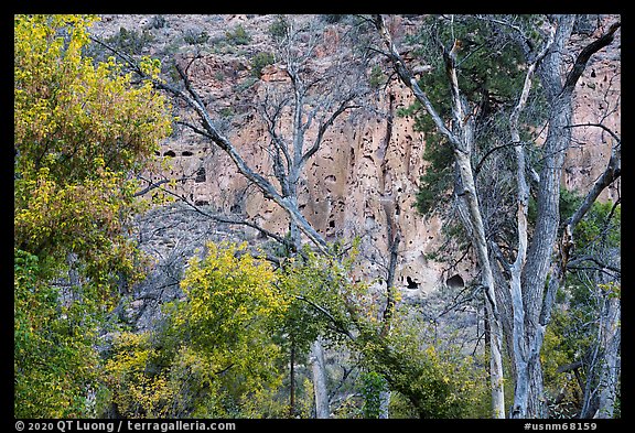 Cliff with cave dwellings seen through trees in autumn foliage. Bandelier National Monument, New Mexico, USA (color)