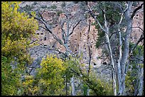 Cliff with cave dwellings seen through trees in autumn foliage. Bandelier National Monument, New Mexico, USA ( color)
