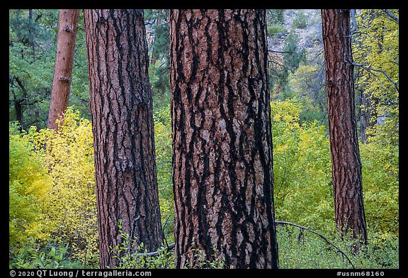 Pine trees trunks and autumn colors in Frijoles Canyon. Bandelier National Monument, New Mexico, USA