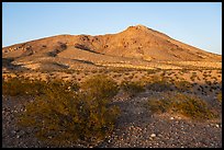 Shurbs and Picacho Mountain, late afternoon. Organ Mountains Desert Peaks National Monument, New Mexico, USA ( color)