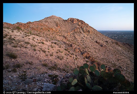 Cactus and Picacho Mountain, dusk. Organ Mountains Desert Peaks National Monument, New Mexico, USA