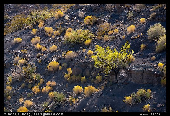 Desert shrubs and bushes, Box Canyon. Organ Mountains Desert Peaks National Monument, New Mexico, USA