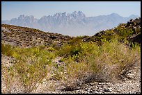 Organ Mountains from Box Canyon. Organ Mountains Desert Peaks National Monument, New Mexico, USA ( color)