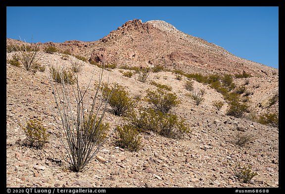 Occotillo and Picacho Mountain baren slopes. Organ Mountains Desert Peaks National Monument, New Mexico, USA