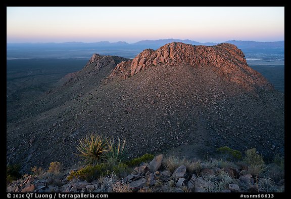 Sotol, Dona Ana mountains at sunset. Organ Mountains Desert Peaks National Monument, New Mexico, USA
