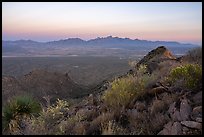 Desert vegetation on Dona Ana Peak and Organ Mountains at sunset. Organ Mountains Desert Peaks National Monument, New Mexico, USA ( color)