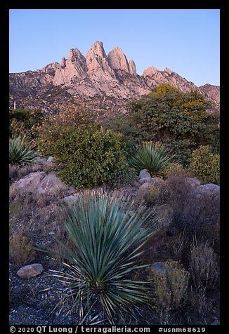 Sotol and Rabbit Ears at dawn. Organ Mountains Desert Peaks National Monument, New Mexico, USA (color)